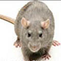 معرفی مستربچ‌مقاوم سازی لوله های پلی اتیلن در برابر تخریب توسط جوندگان (موش)